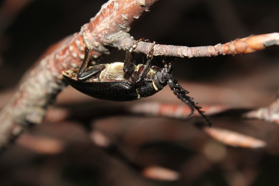 Prionus coriarius - csőszcincér