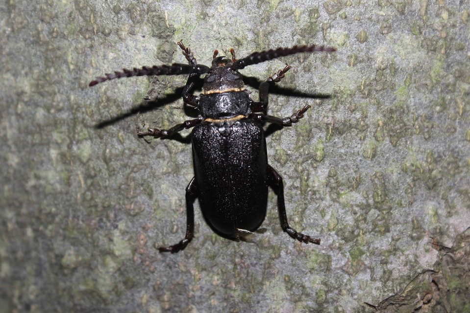 Prionus coriarius - csőszcincér