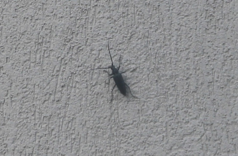 Stictoleptura scutellata - hegyi virágcincér