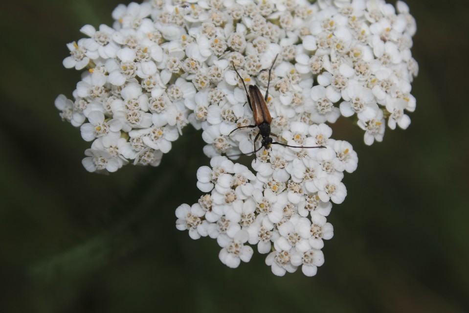 Stenurella
