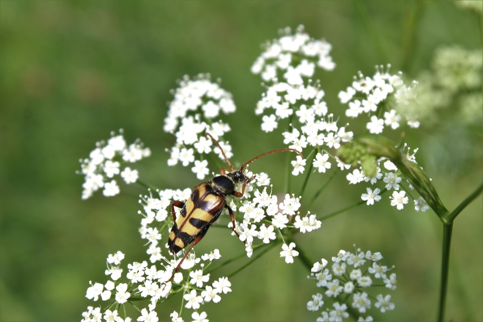 Leptura aurulenta - sárgaszőrű szalagoscincér