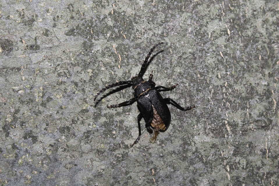 Prionus coriarius - csőszcincér