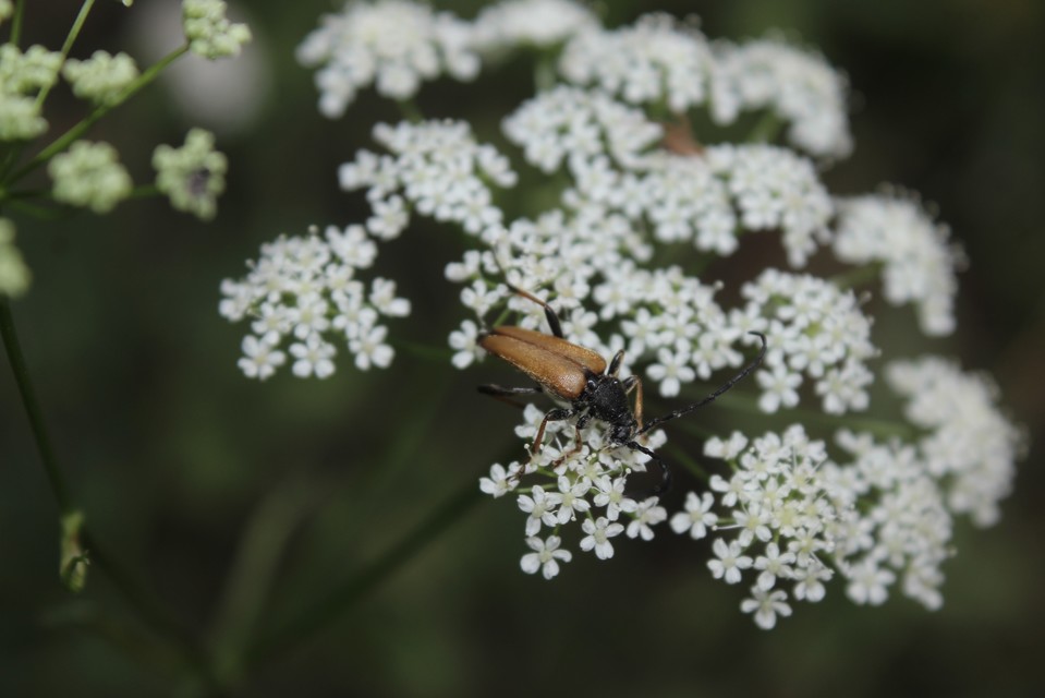 Stictoleptura rubra - vörös virágcincér