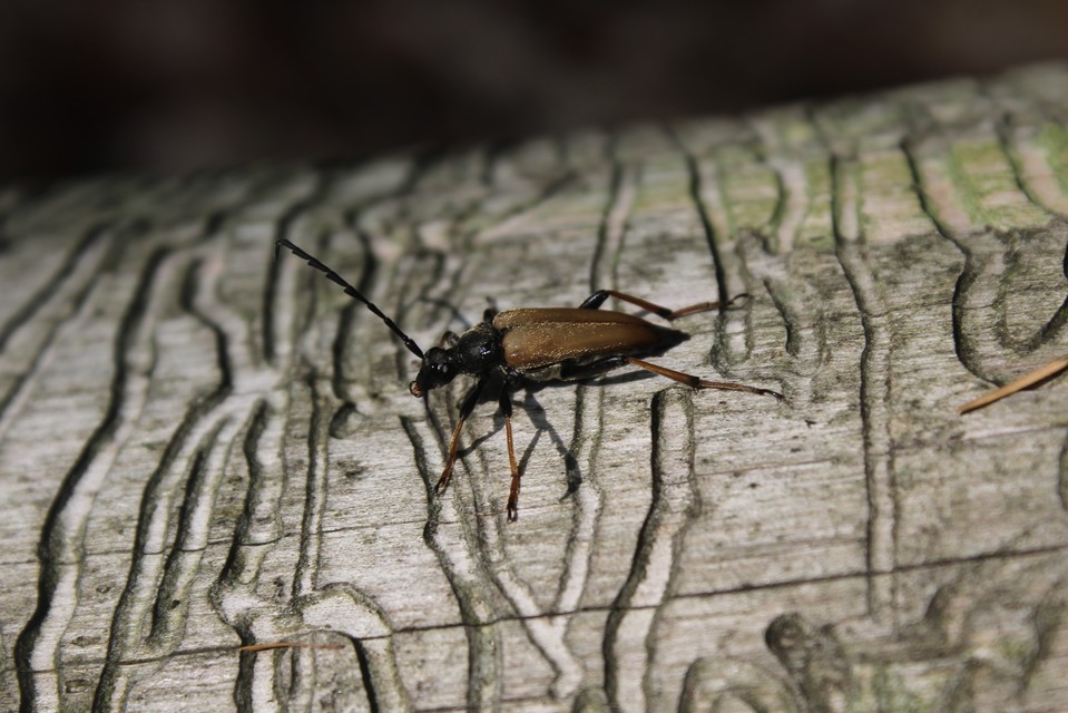 Stictoleptura rubra - vörös virágcincér