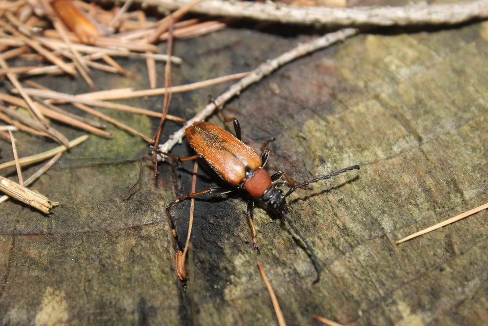 Stictoleptura rubra - vörös virágcincér