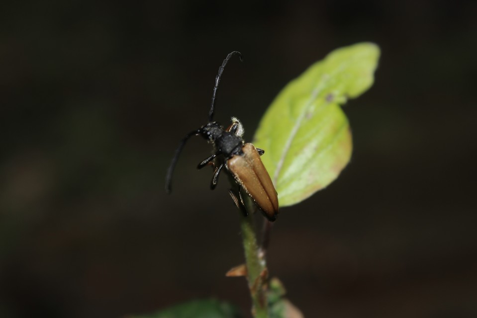 Stictoleptura rubra - vörös virágcincér