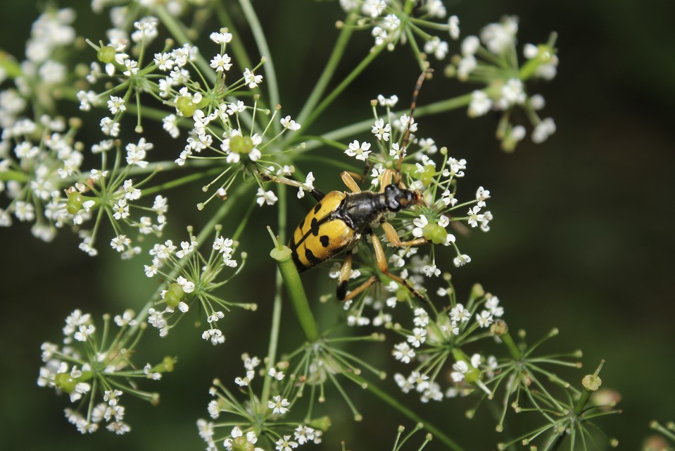 Rutpela maculata - tarkacsápú karcsúcincér