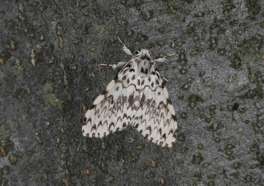 Lymantria monacha - apácalepke
