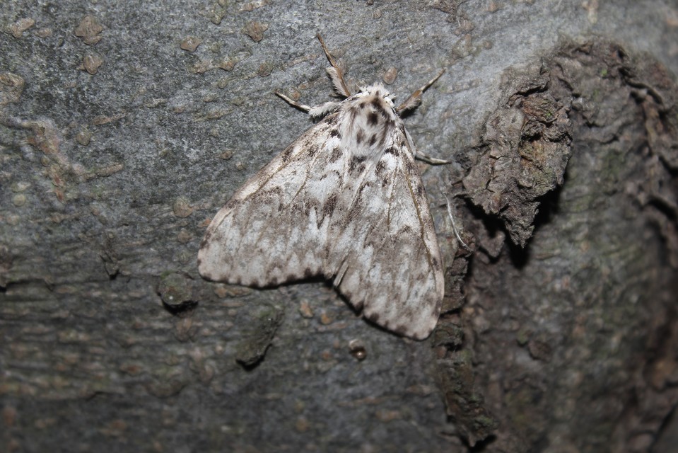 Lymantria monacha - apácalepke