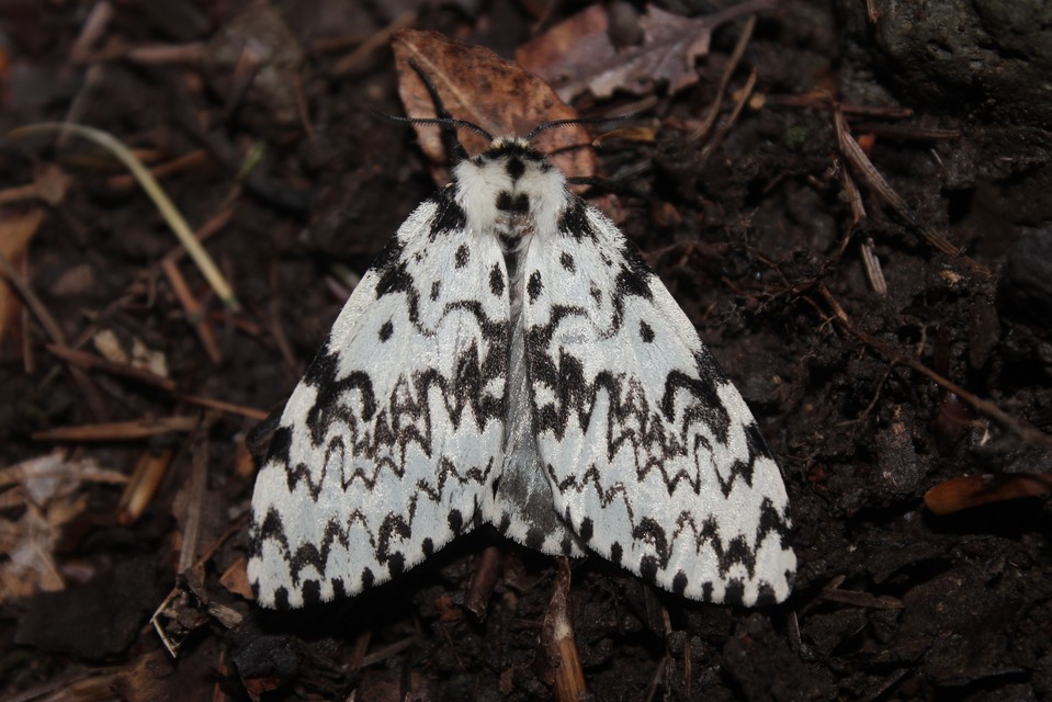 Lymantria monacha - apácalepke