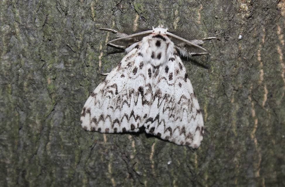 Lymantria monacha - apácalepke