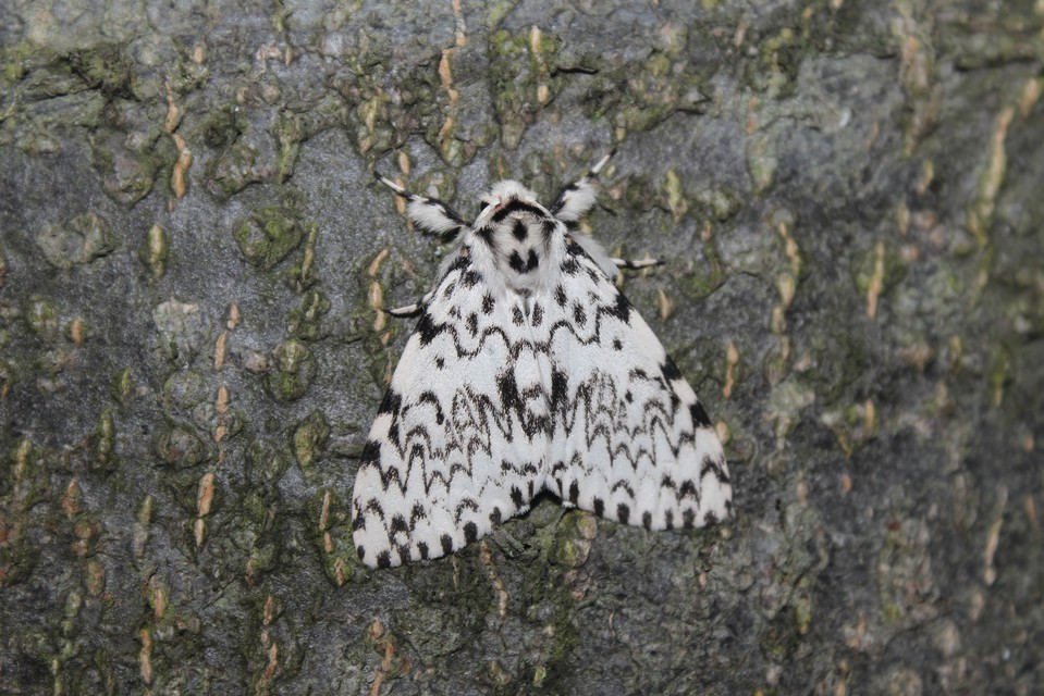 Lymantria monacha - apácalepke