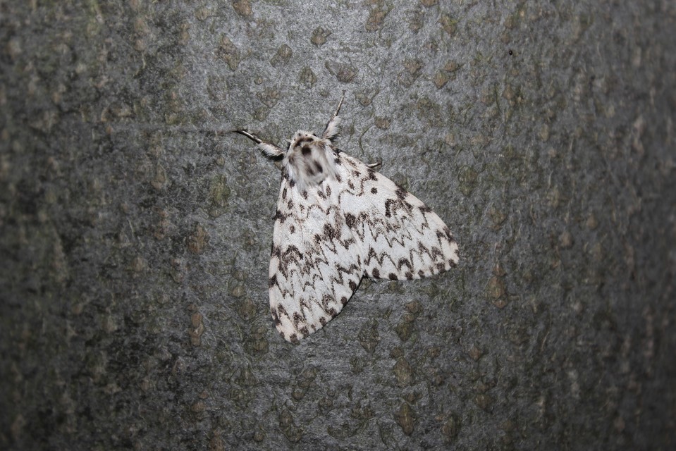 Lymantria monacha - apácalepke