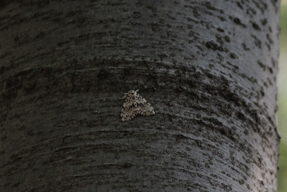 Lymantria monacha - apácalepke