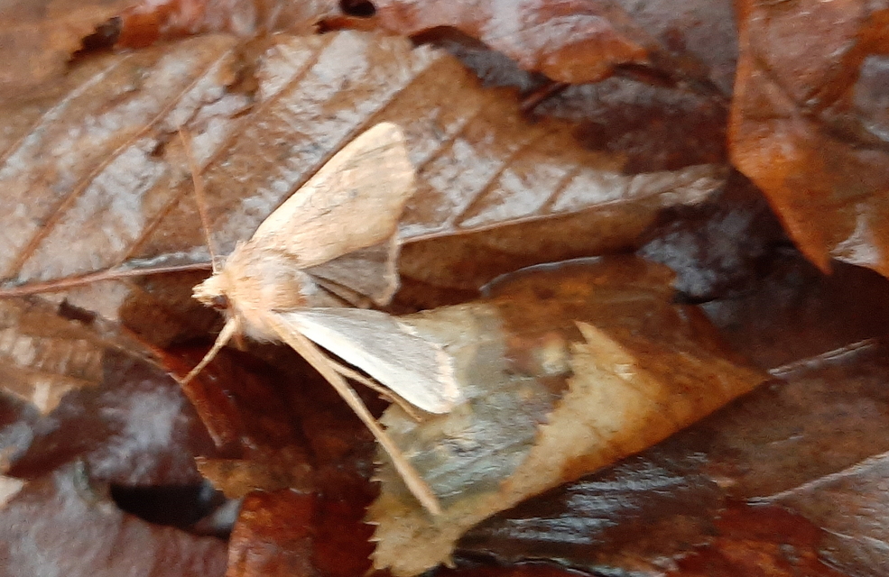 Sunira circellaris - okkersárga őszibagoly Sunira circellaris - okkersárga őszibagoly