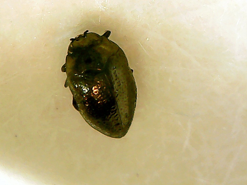 Trachys troglodytes - varfű-vájárdíszbogár