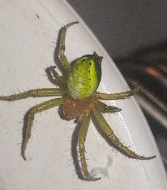 Araniella