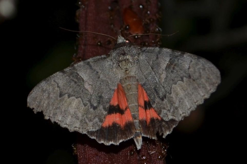 Catocala nupta - piros övesbagoly