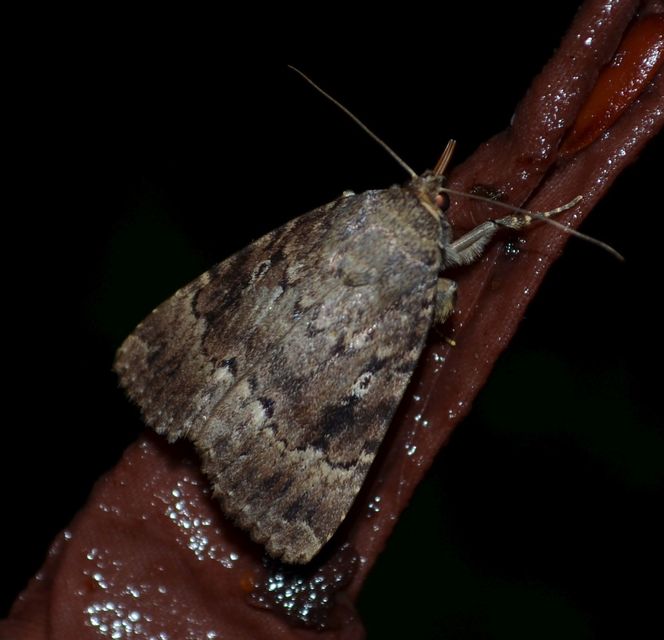 Amphipyra berbera/pyramidea