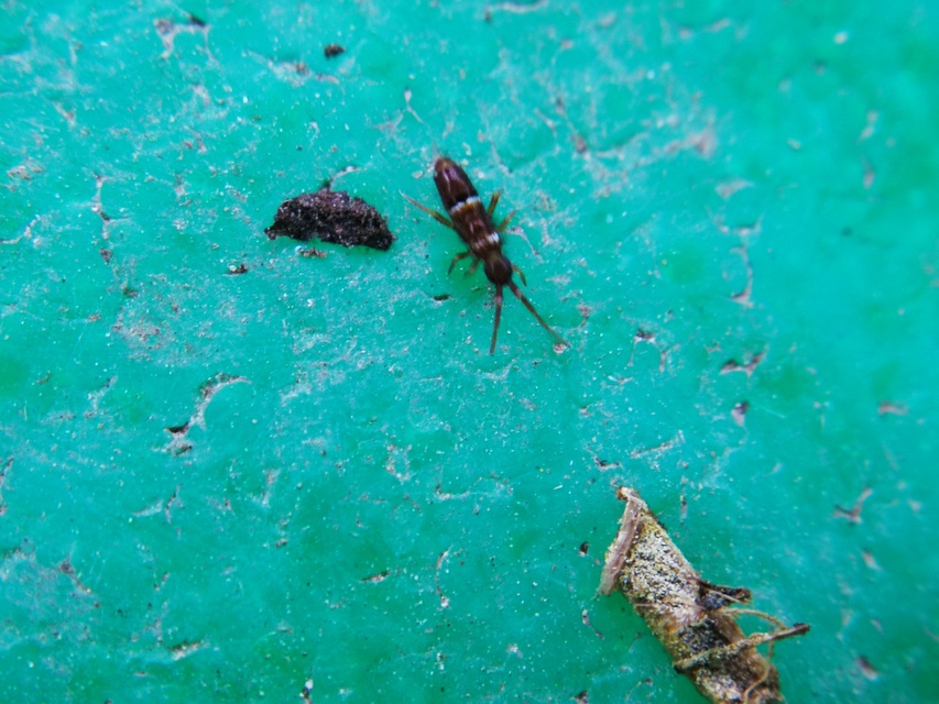 Collembola - Ugróvillások