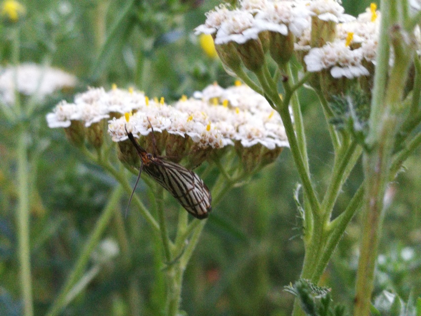 Chrysocramboides craterella - rácsos fűgyökérmoly