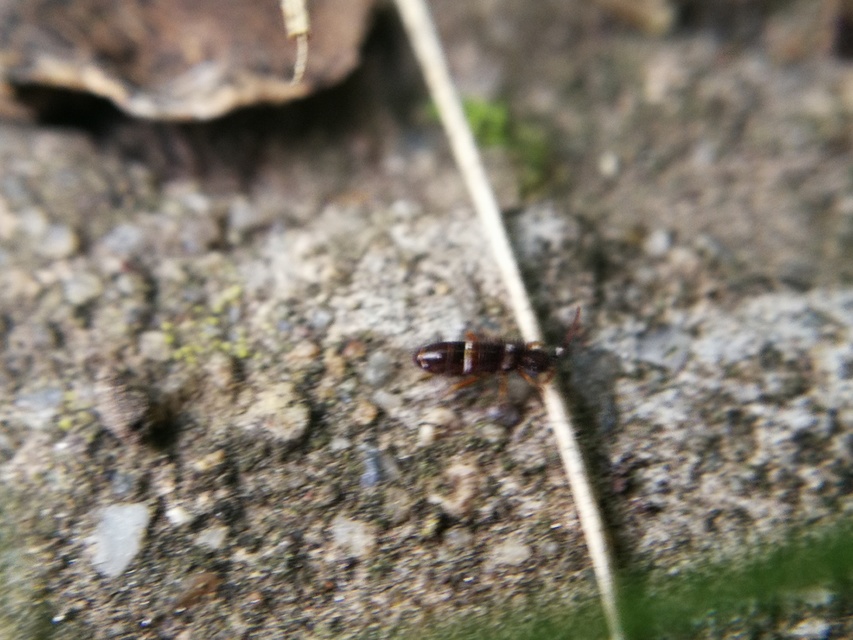 Collembola - Ugróvillások