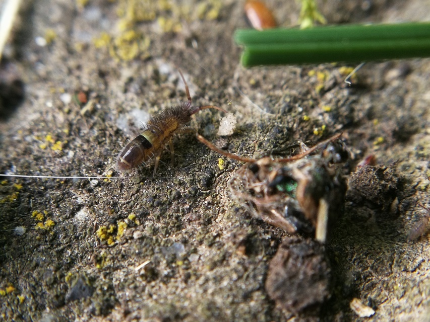 Entomobryidae