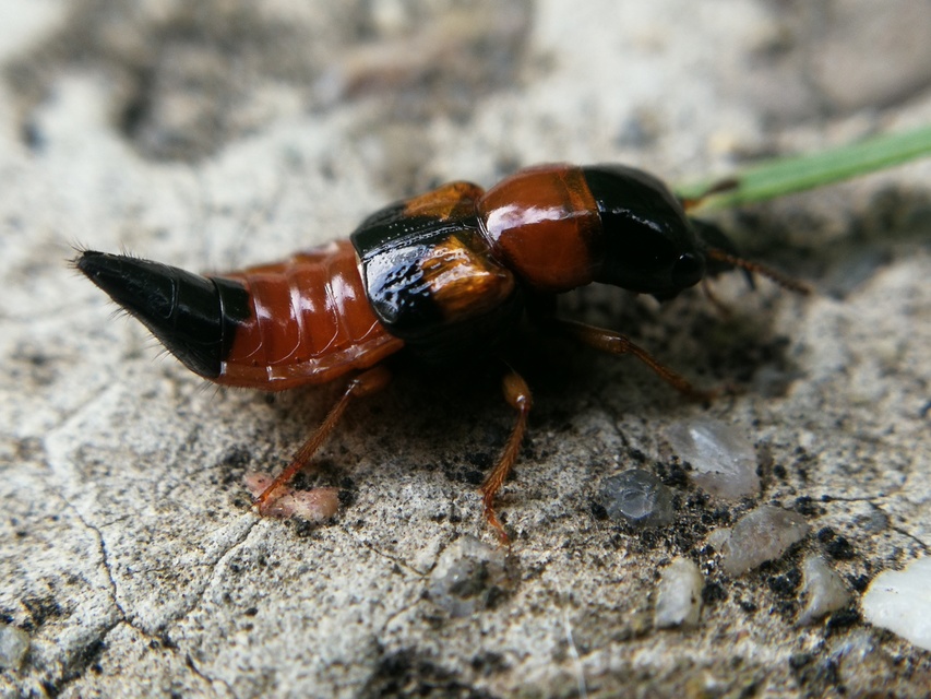 Oxyporus rufus - feketevörös gombaholyva