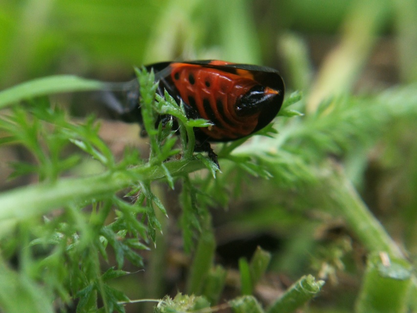 Cercopis