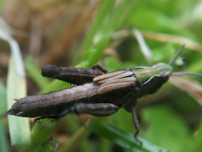 Omocestus rufipes - vöröshasú tarlósáska