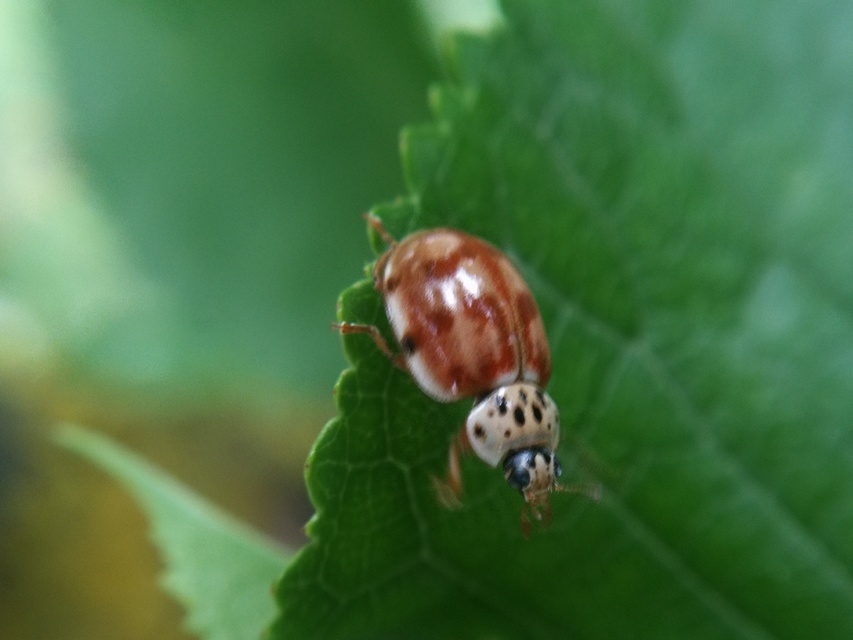 Harmonia quadripunctata - négypettyes katica