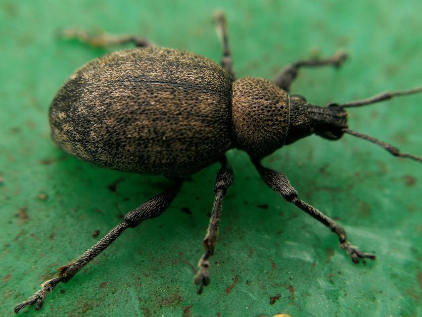 Otiorhynchus ligustici - vincellér-gyalogormányos
