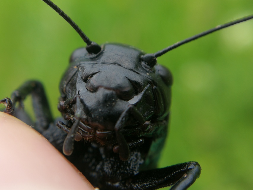 Gryllus campestris - mezei tücsök