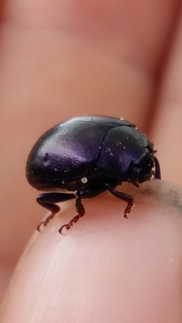Chrysolina sturmi - vöröslábú levelész