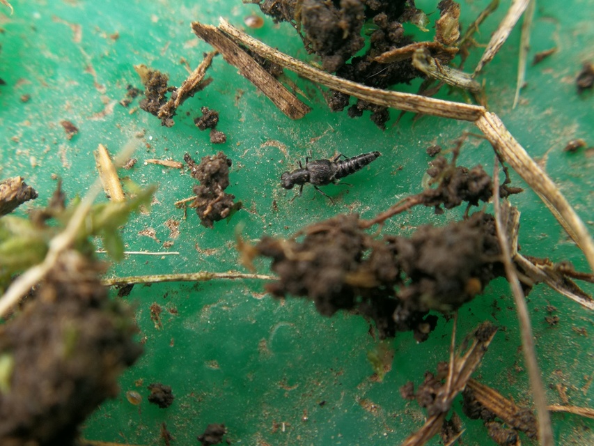 Stenus fornicatus - kétéltű szemesholyva