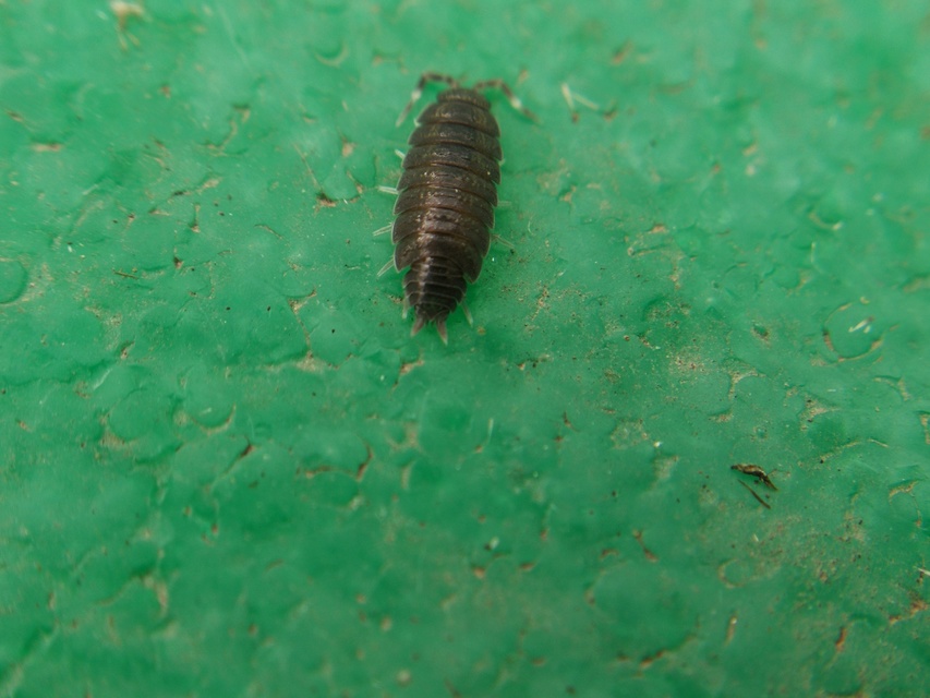 Porcellionides pruinosus - hamvas ászka Porcellionides pruinosus - hamvas ászka