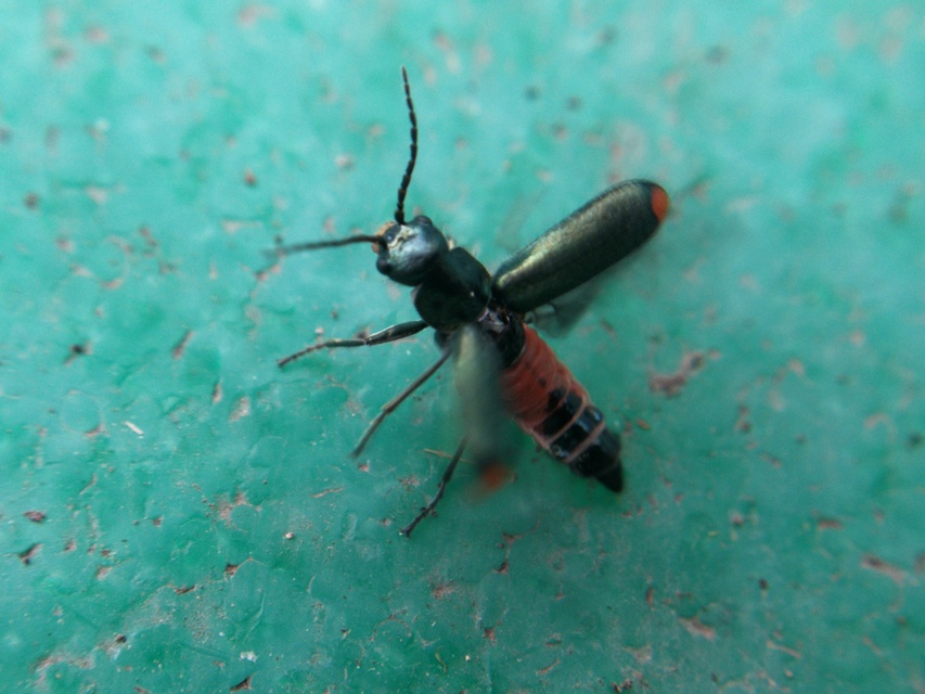 Clanoptilus