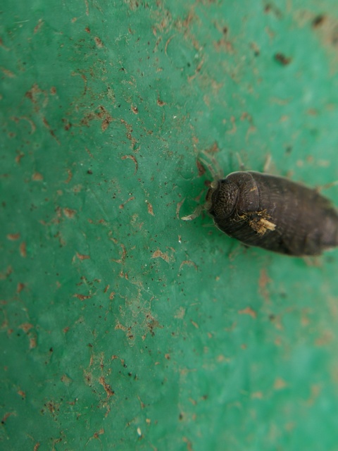 Porcellionides pruinosus - hamvas ászka Porcellionides pruinosus - hamvas ászka