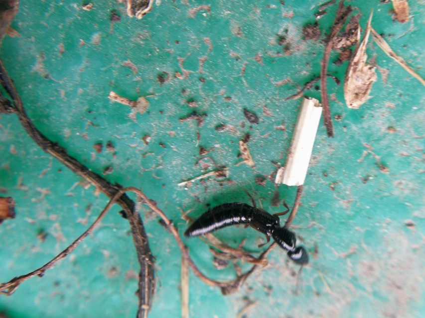 Xantholinus Xantholinus