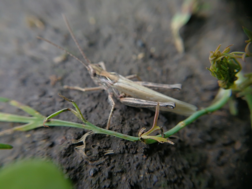 Chorthippus brunneus - közönséges tarlósáska