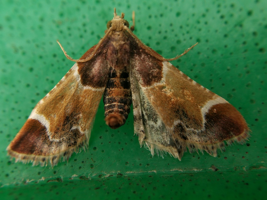 Pyralis farinalis - lisztilonca