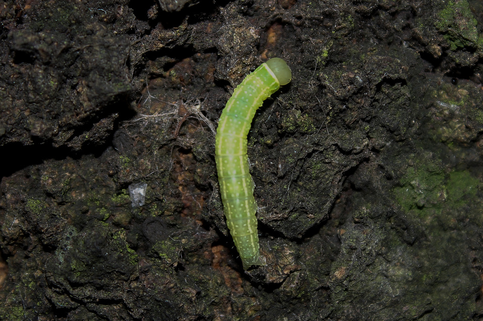 Pseudoips prasinana - bükkfa-zöldbagoly