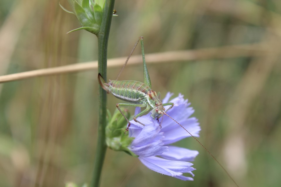Leptophyes albovittata - közönséges virágszöcske