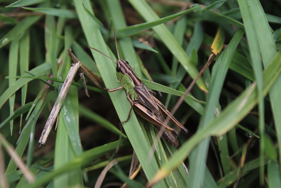 Pseudochorthippus parallelus - közönséges rétisáska