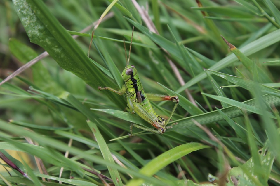 Pseudopodisma nagyi - Nagy-hegyisáska