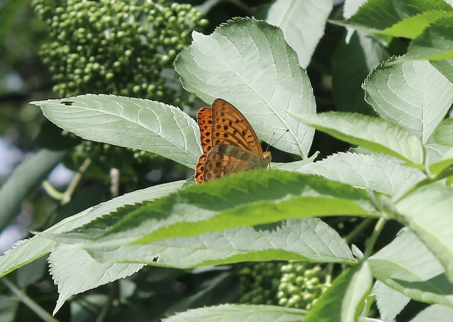 Argynnis paphia - nagy gyöngyházlepke