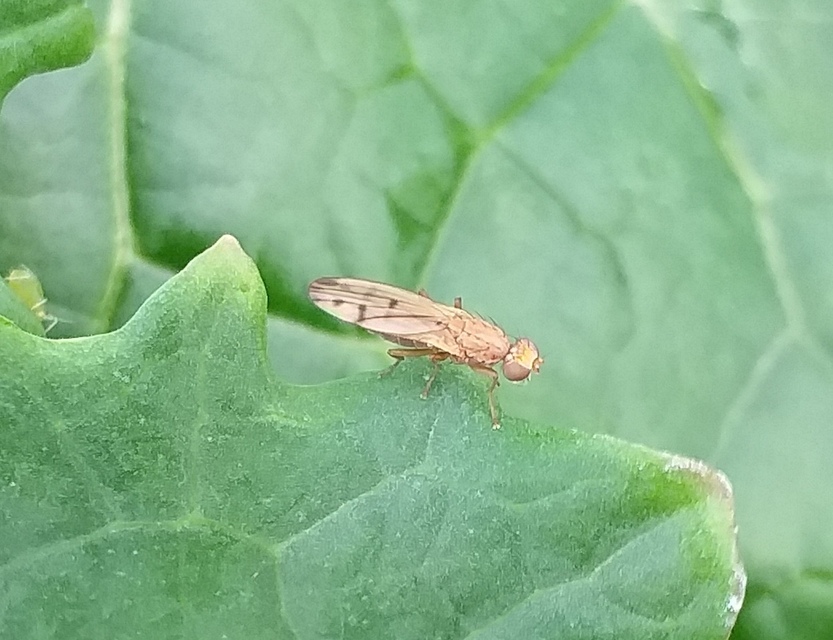 Opomyza florum