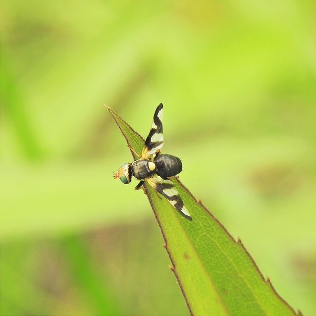 Urophora cardui