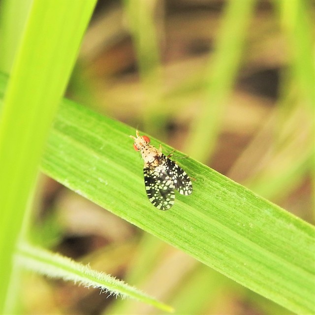 Trypetoptera punctulata - pirosszemű szarvaslégy