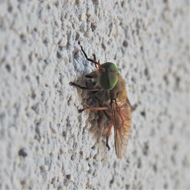 Tabanidae - böglyök